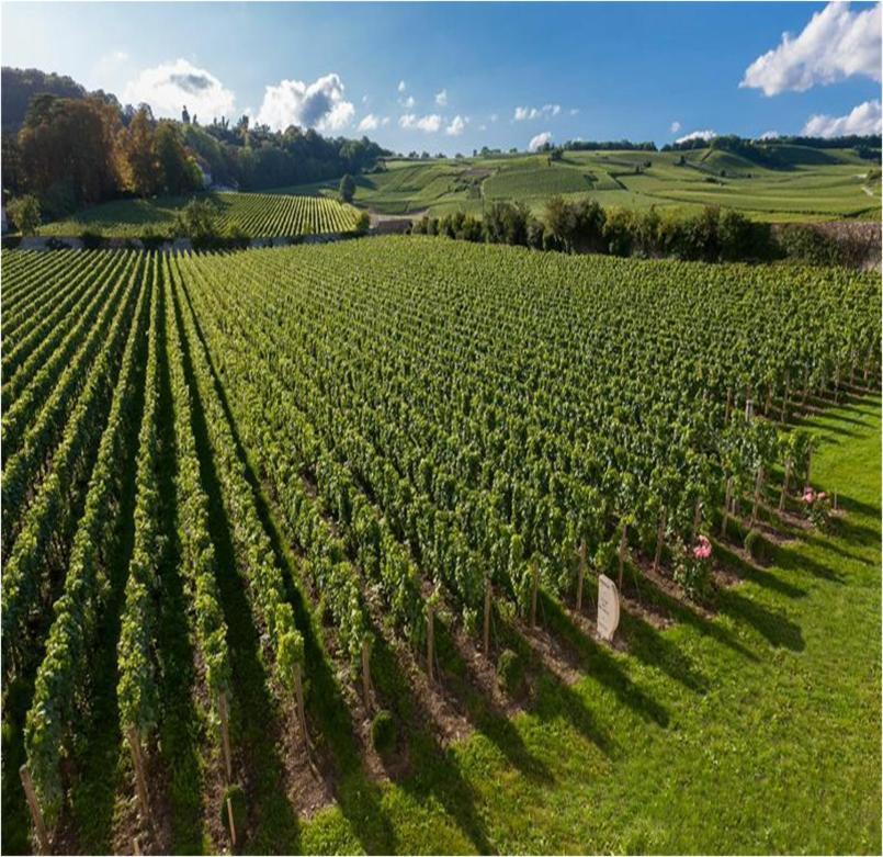 Blancs-Coteaux Le Clos Des Belvals المظهر الخارجي الصورة